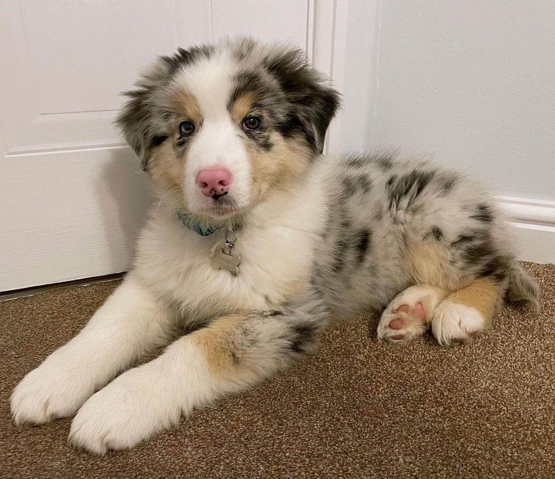 Arlo