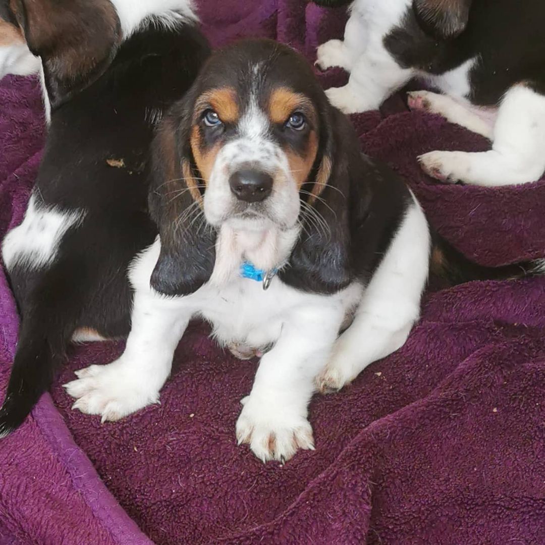 Maya
