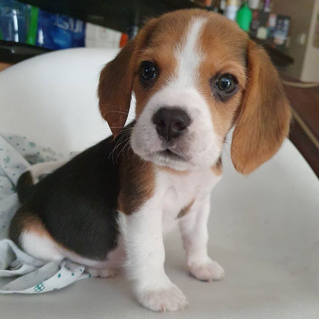 Cookie