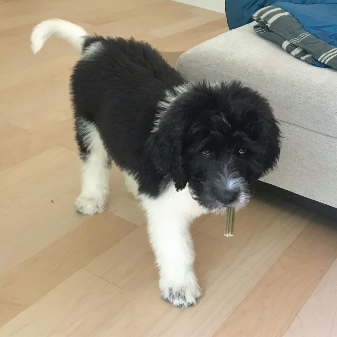 Bruno