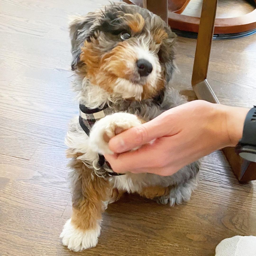 Winston