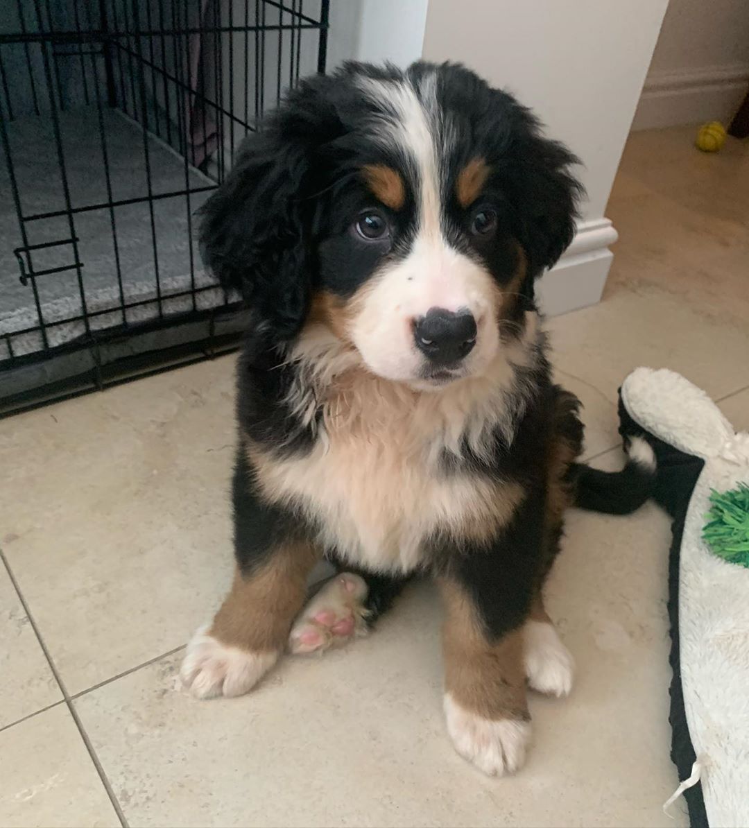 Roro