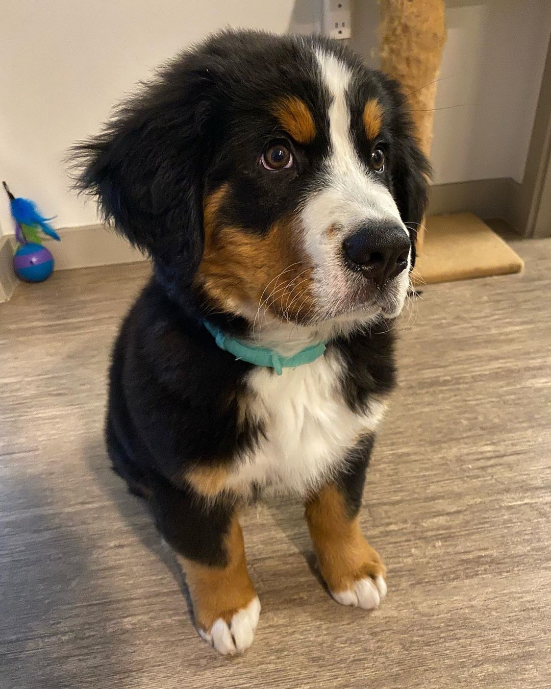 Sulley