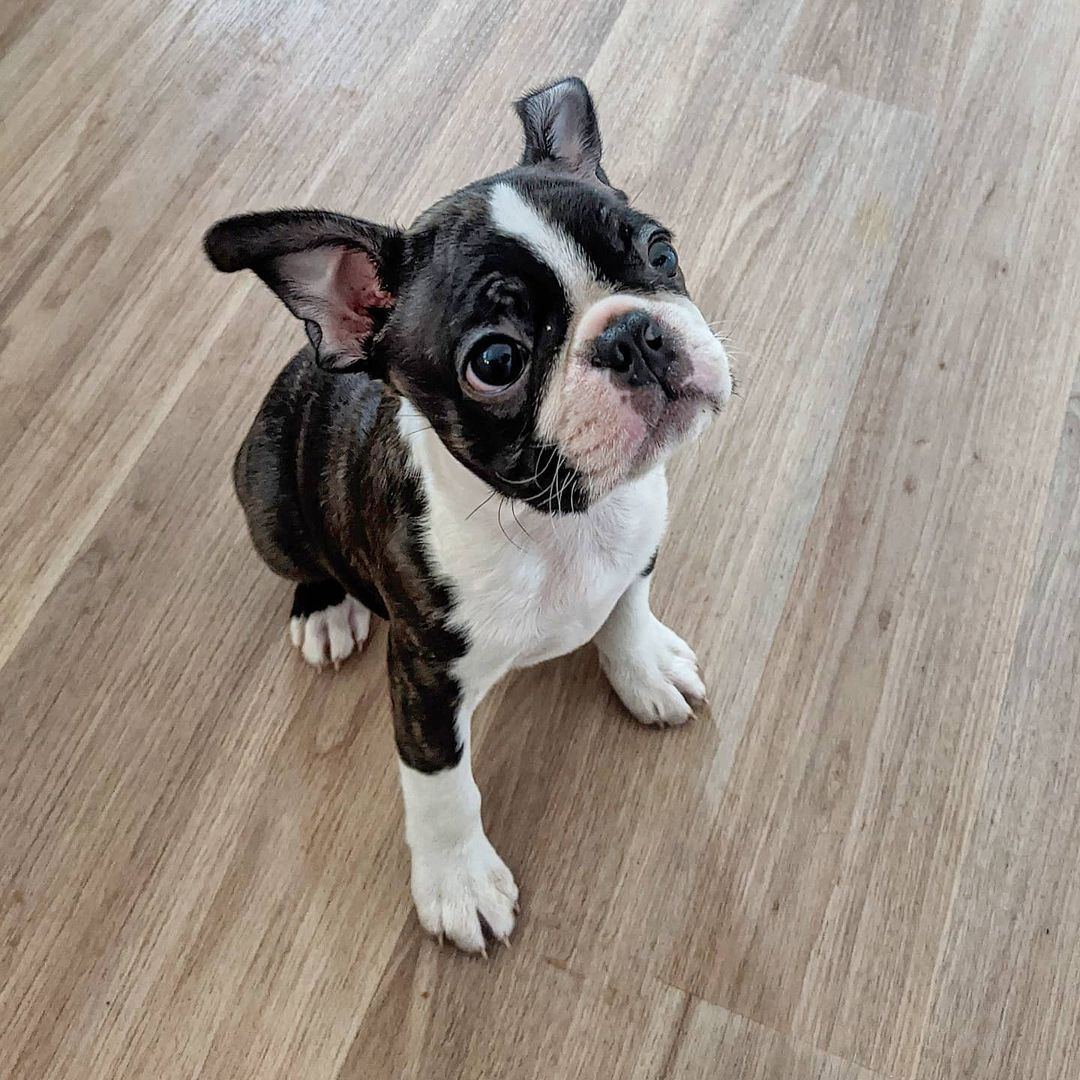 Mac