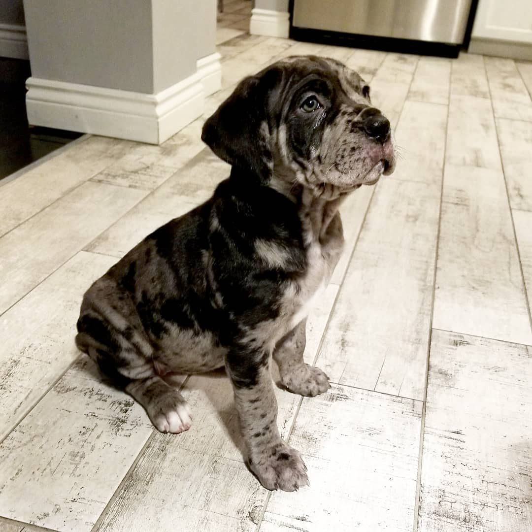 Cane Corso