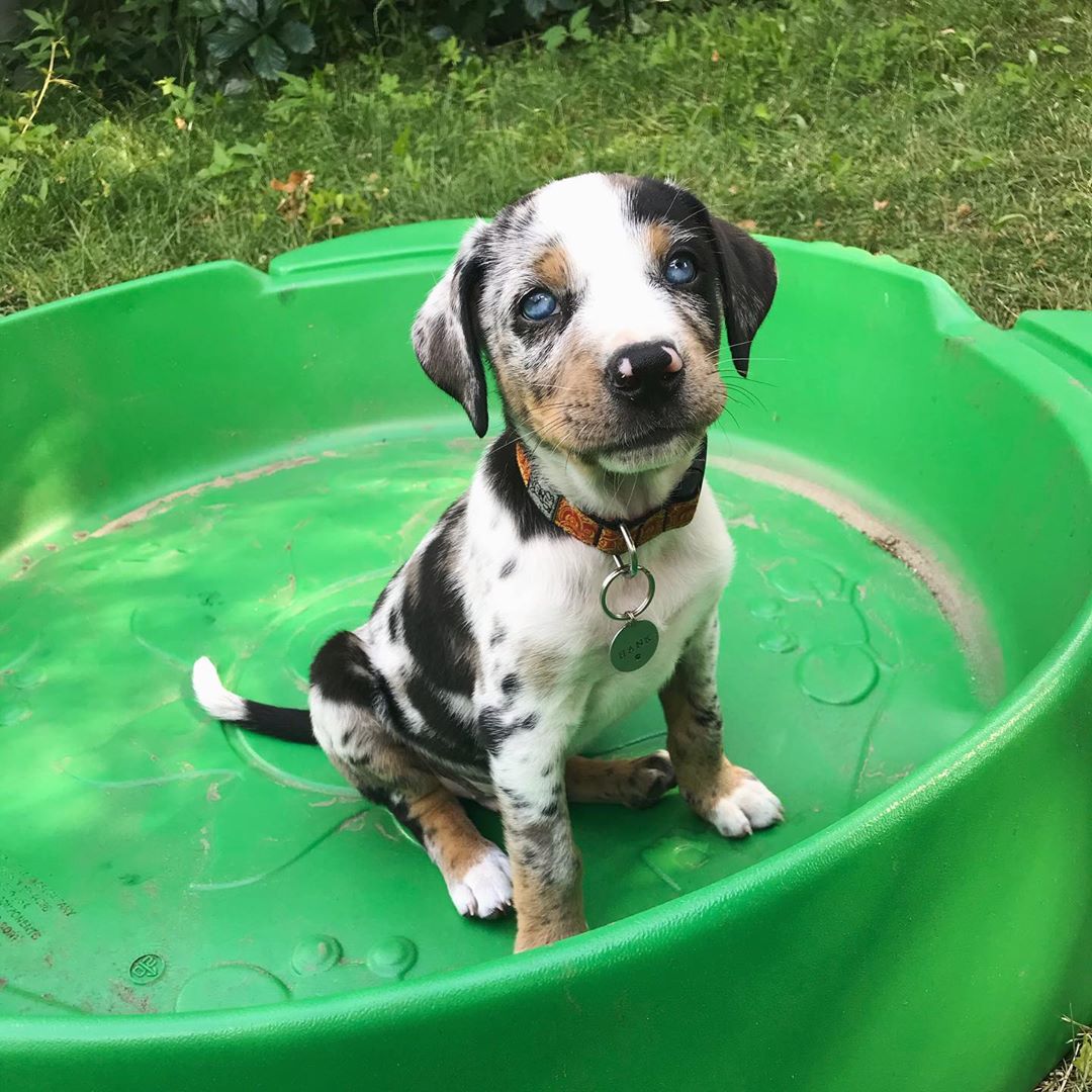 Hank