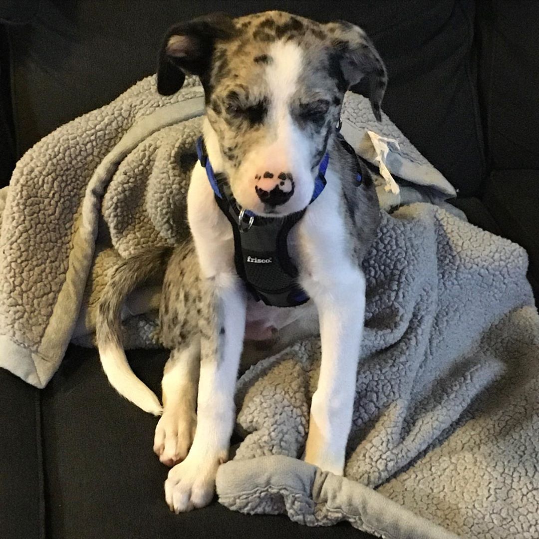 Navi