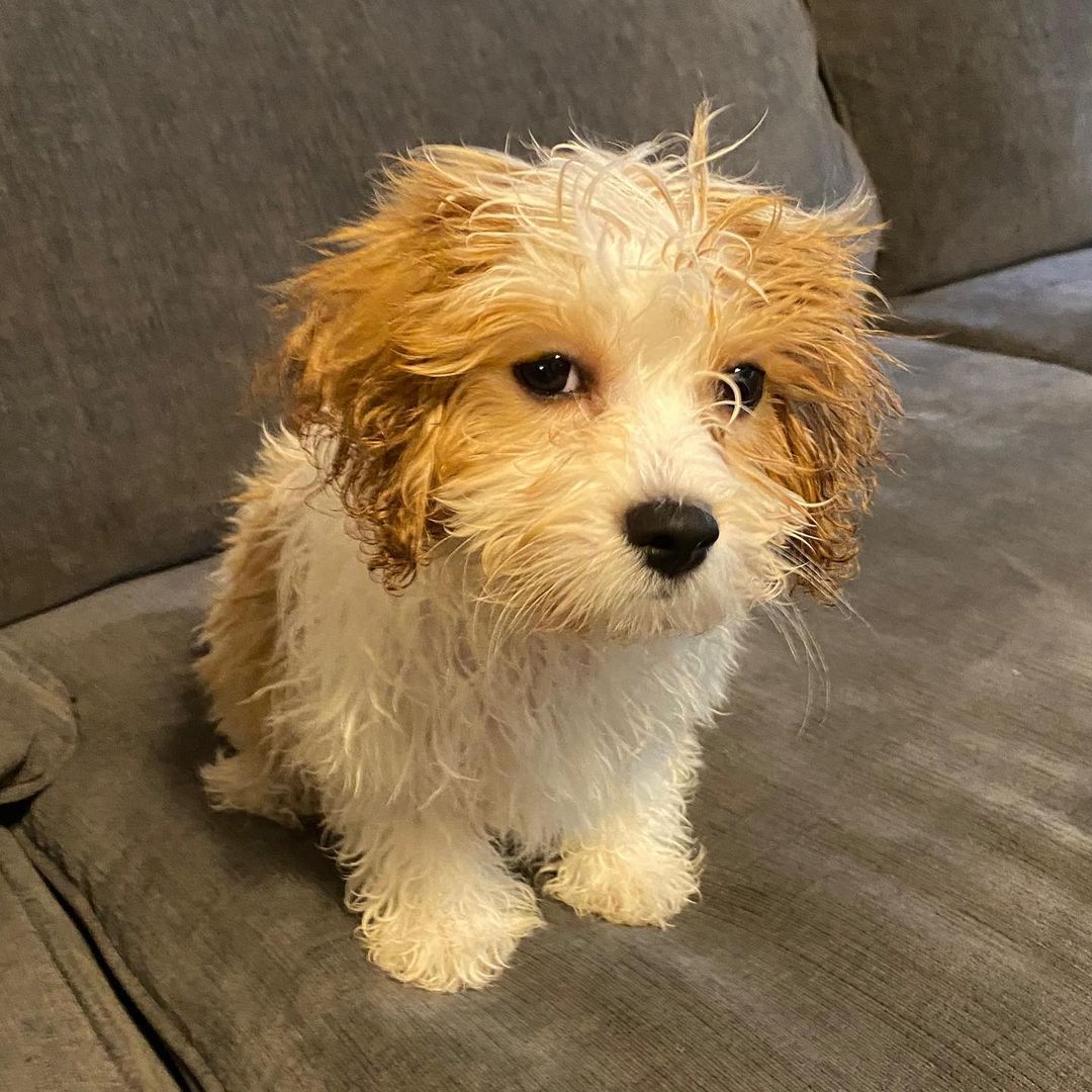 Fozzie