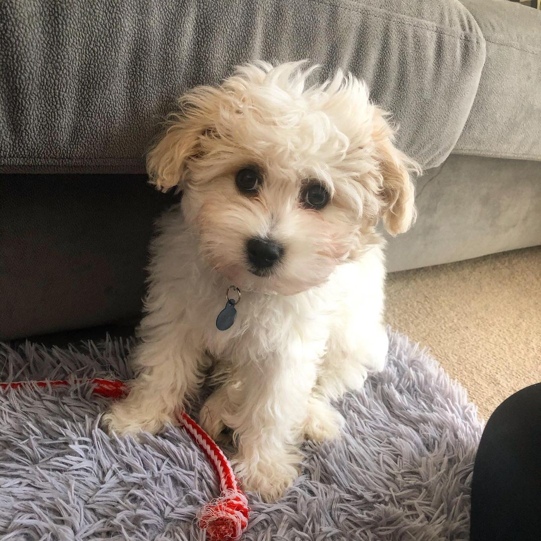 Max