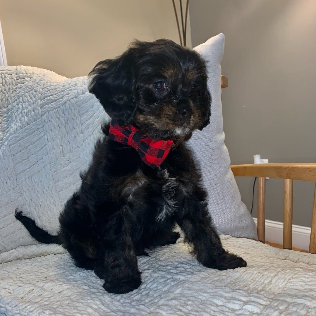 Milo