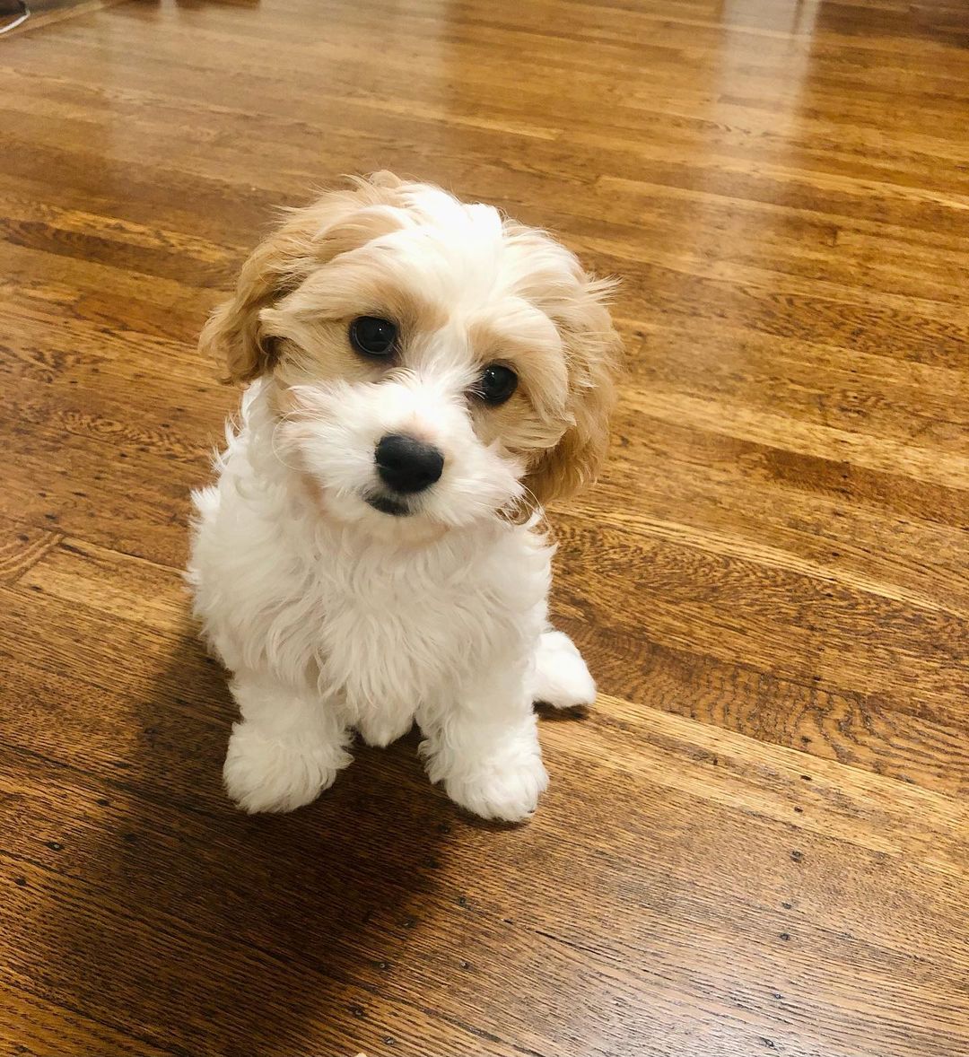 Sophie