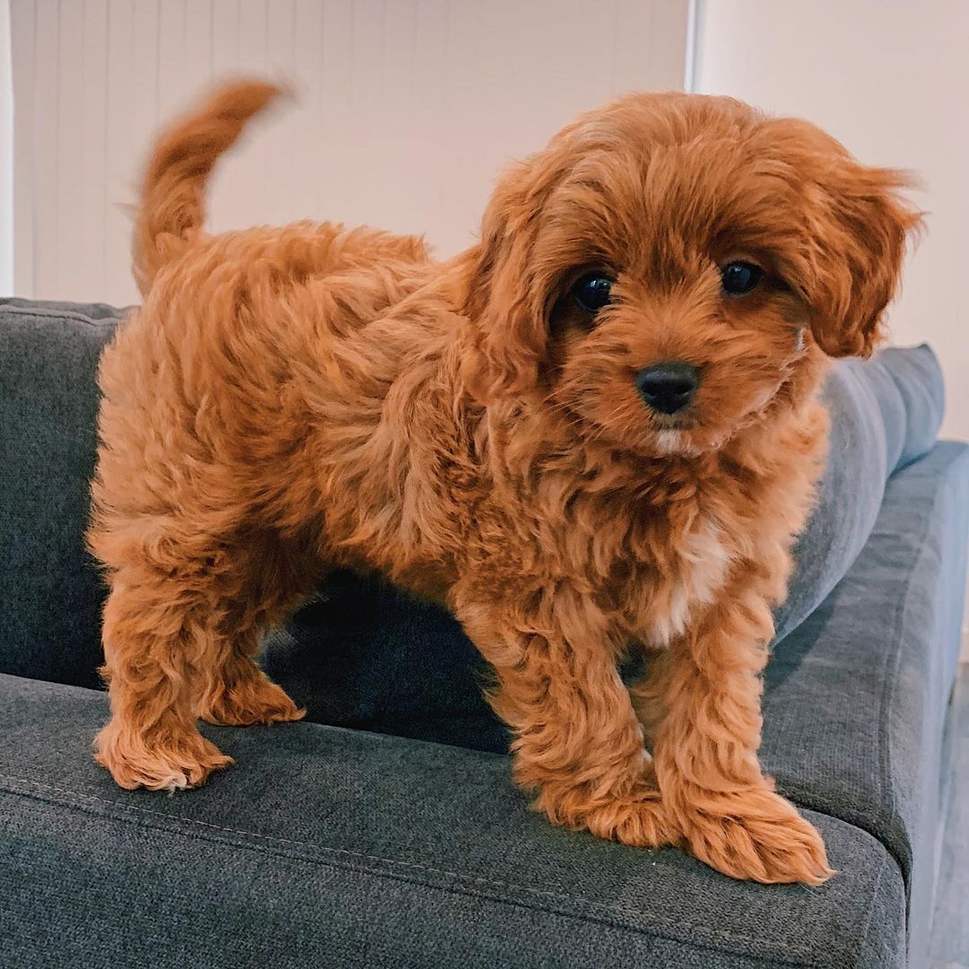 Frankie