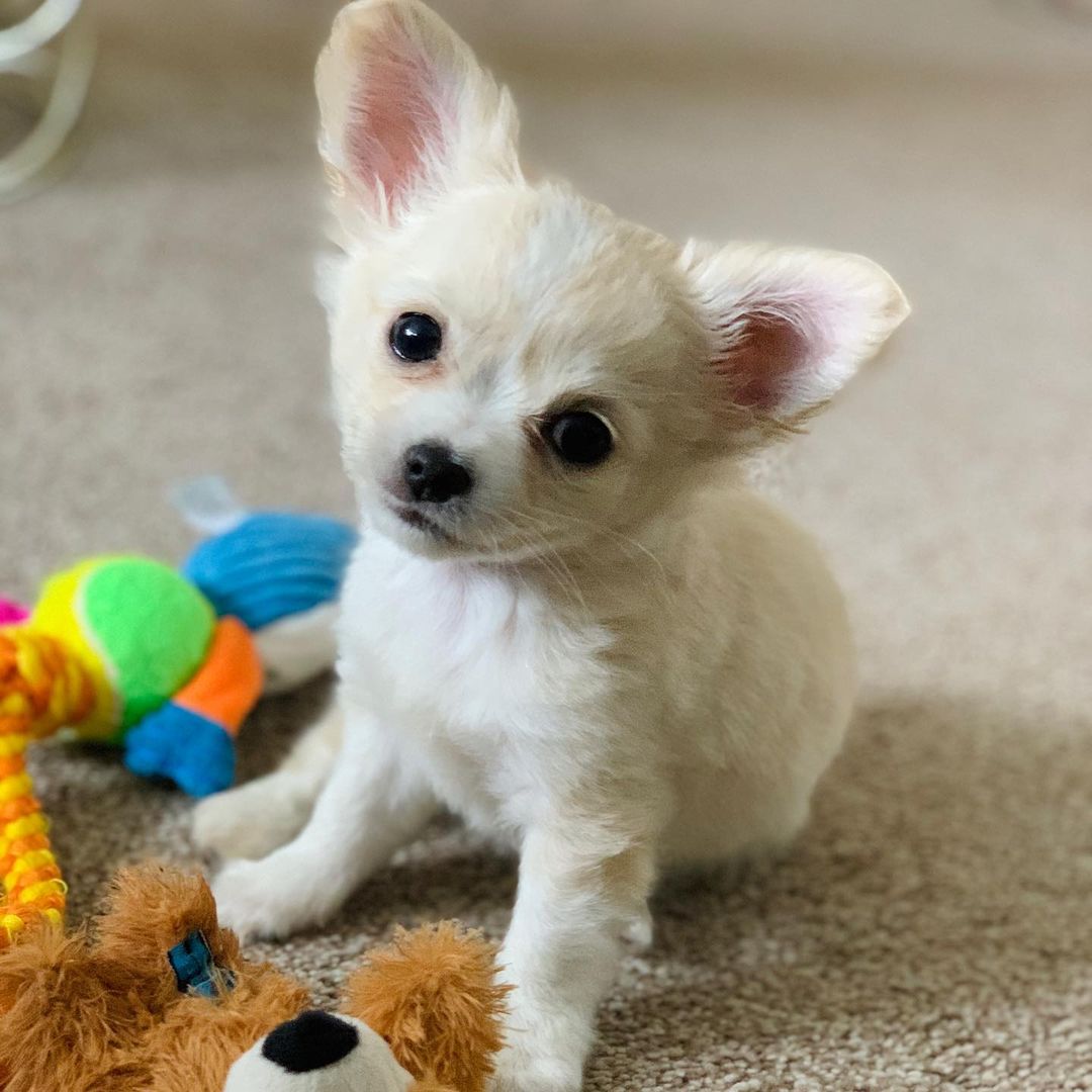 Nacho