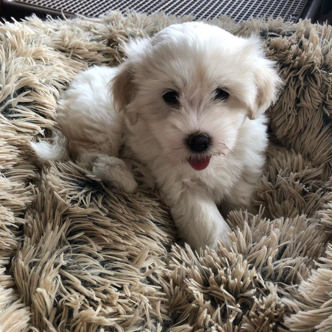 Addie