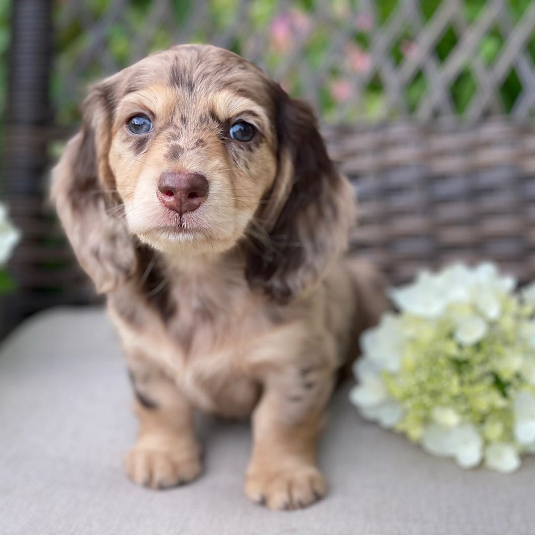 Millie