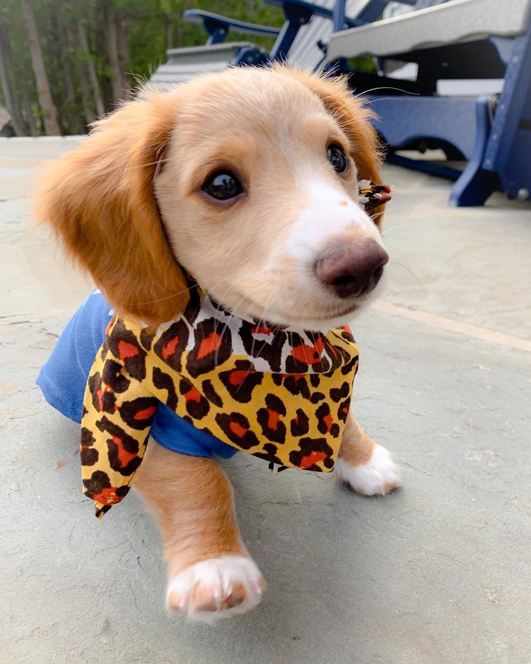Rufus