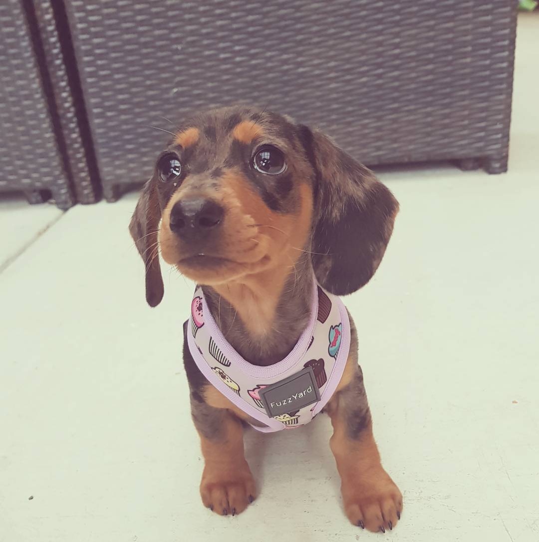 Sophie