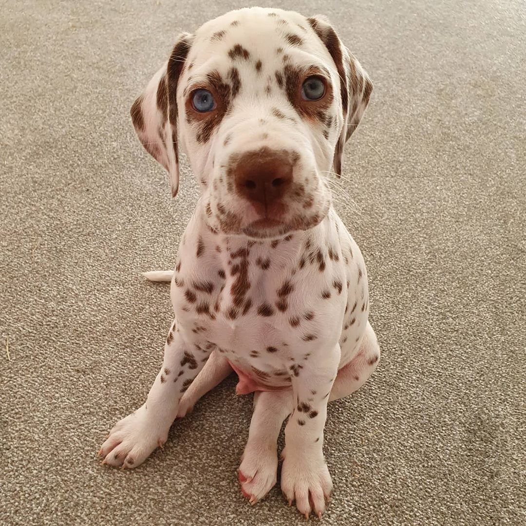 Clyde