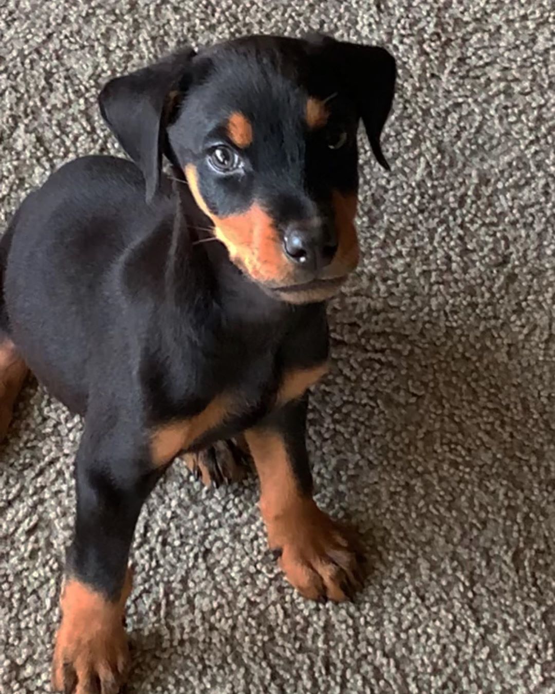 Dobe