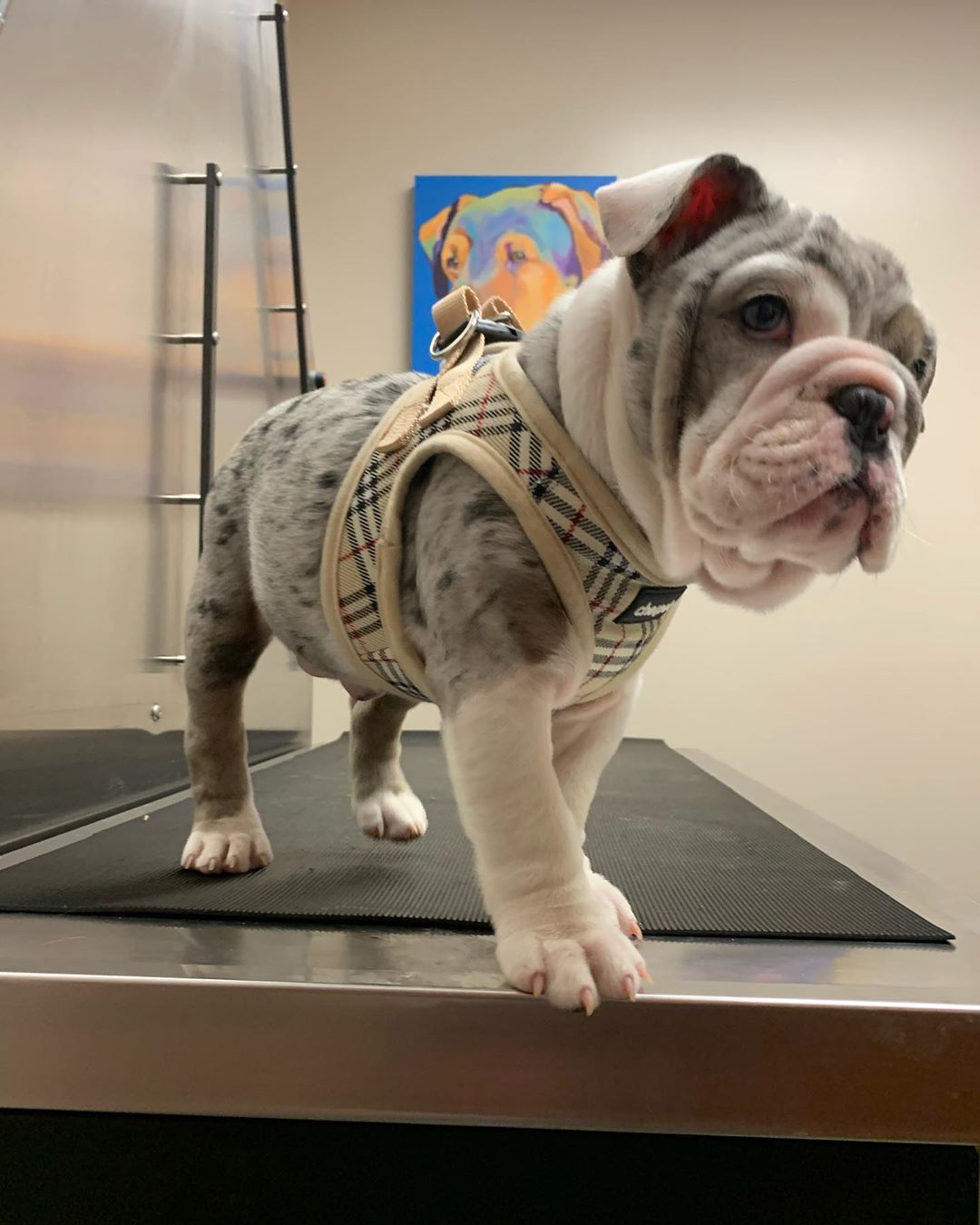 Nova