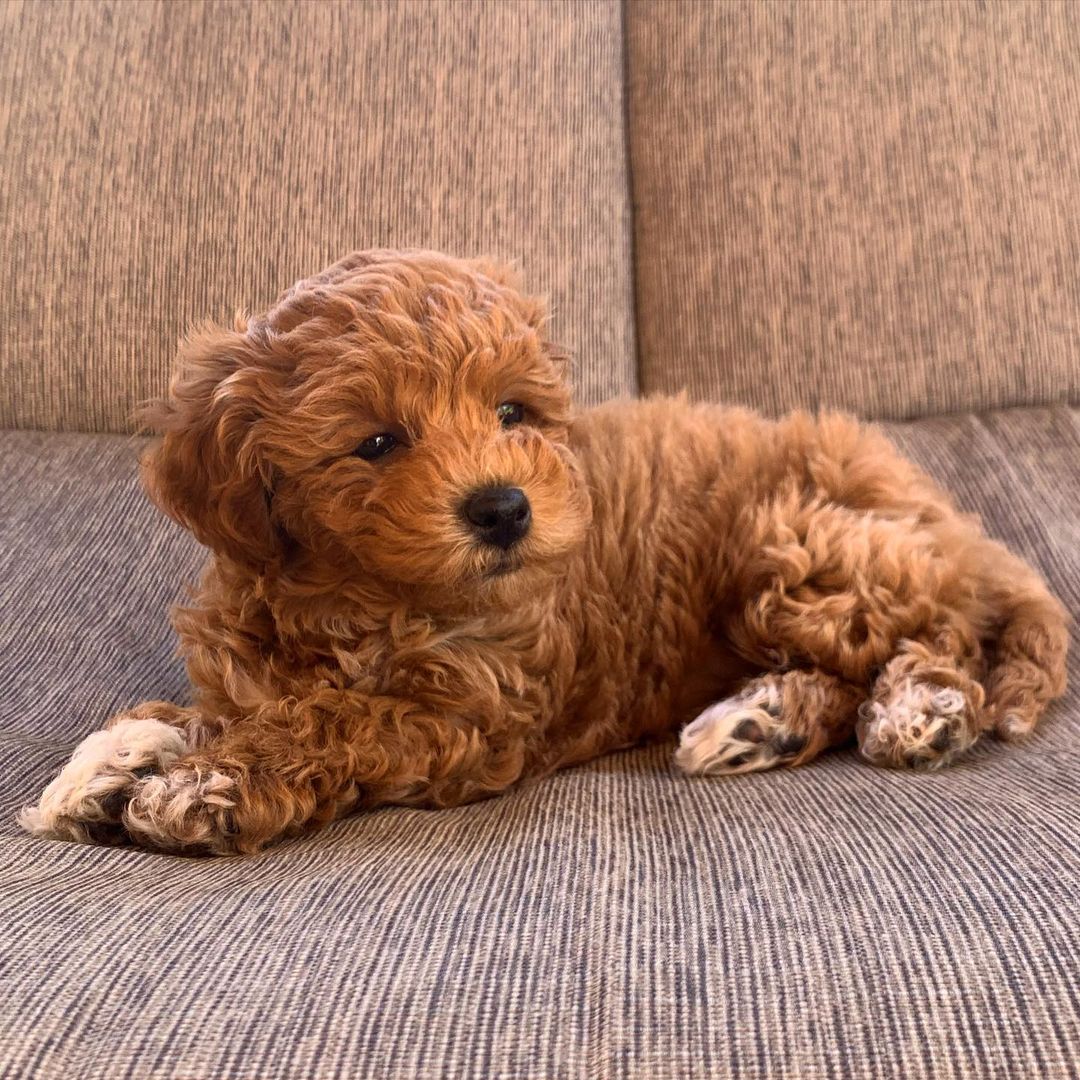 Ivy