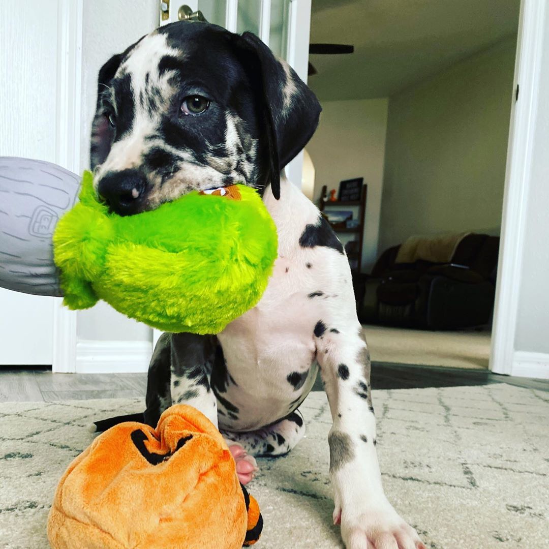 Maggie