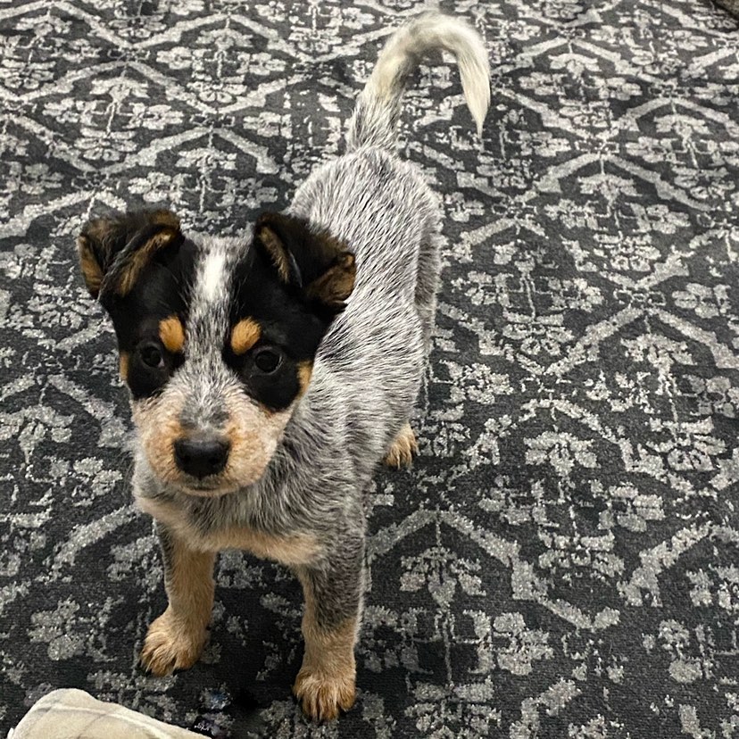 Gracie