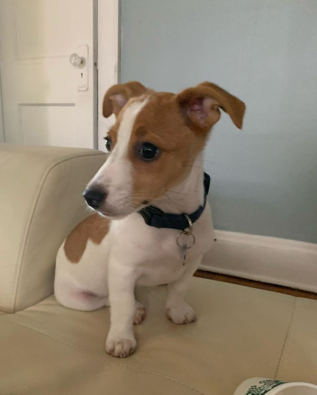 Taz