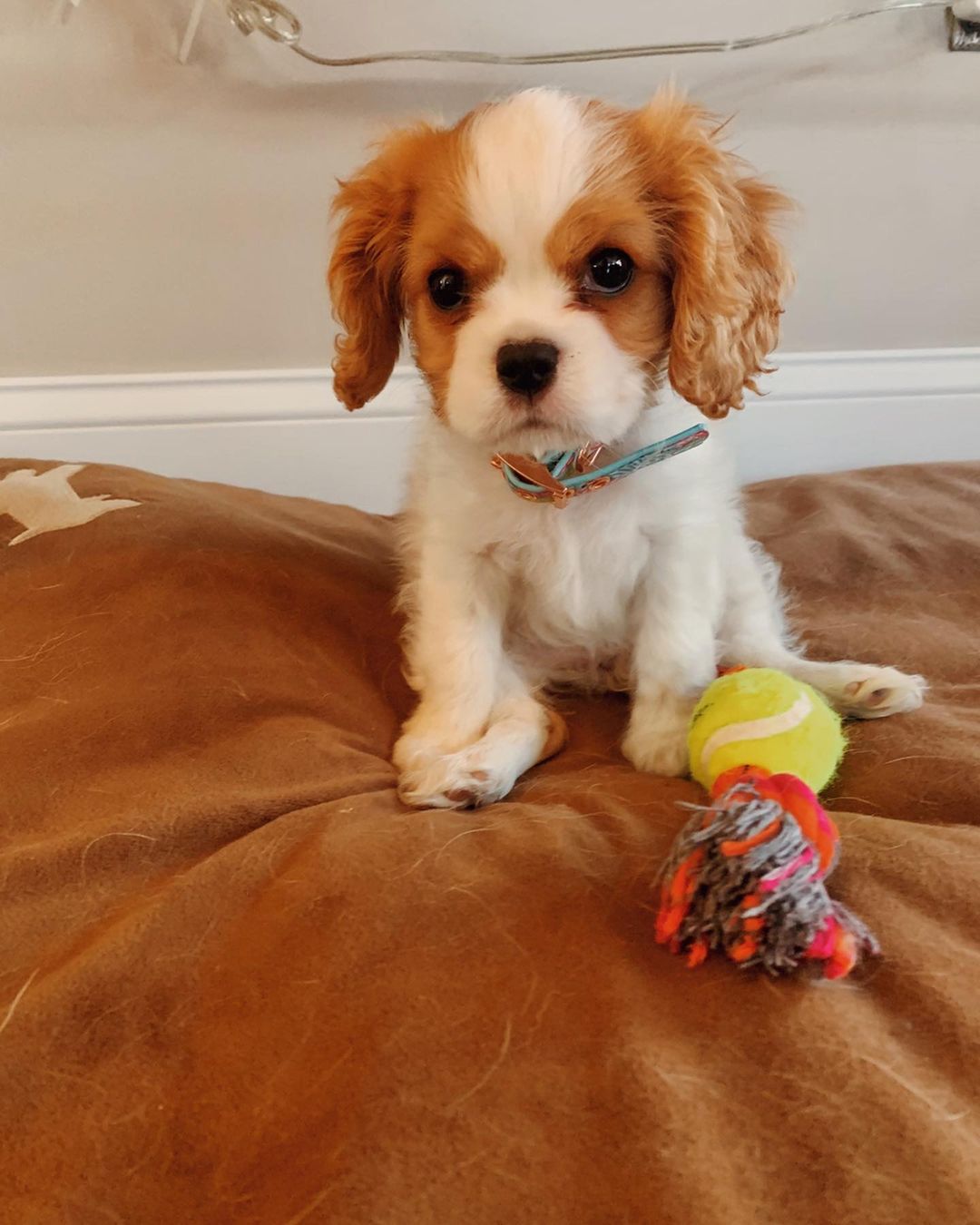 Bella