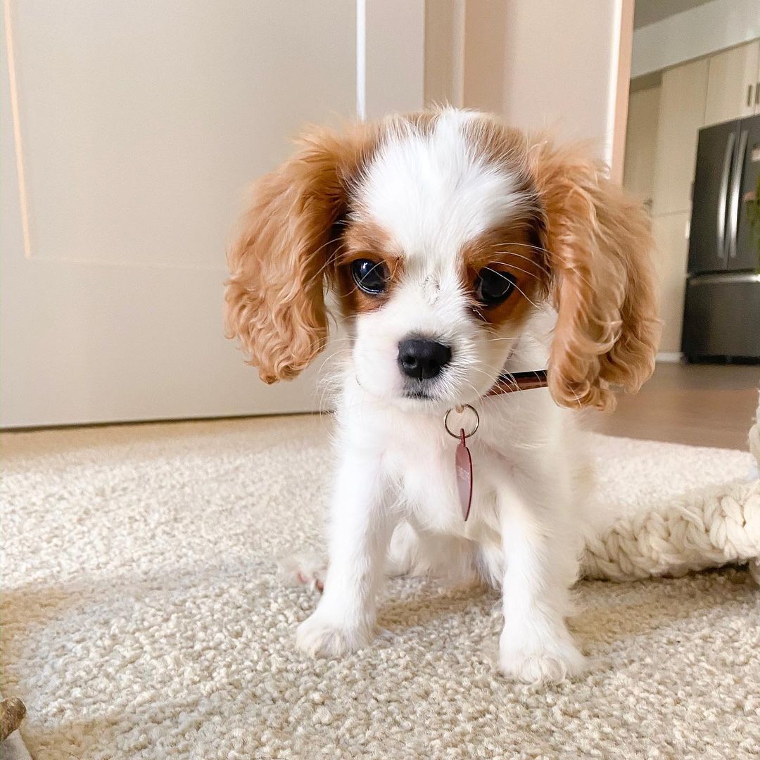Penny