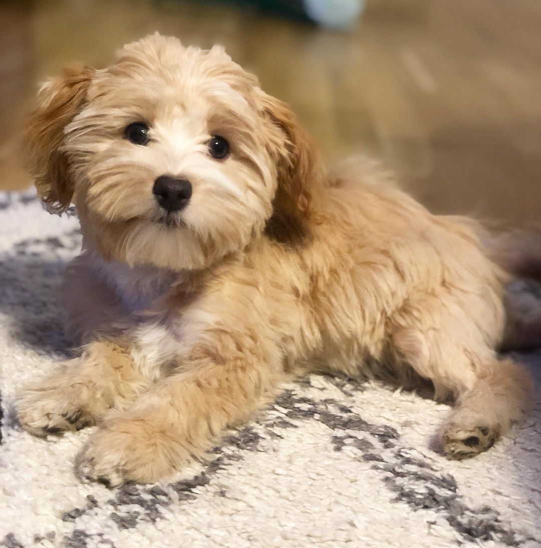 Molly
