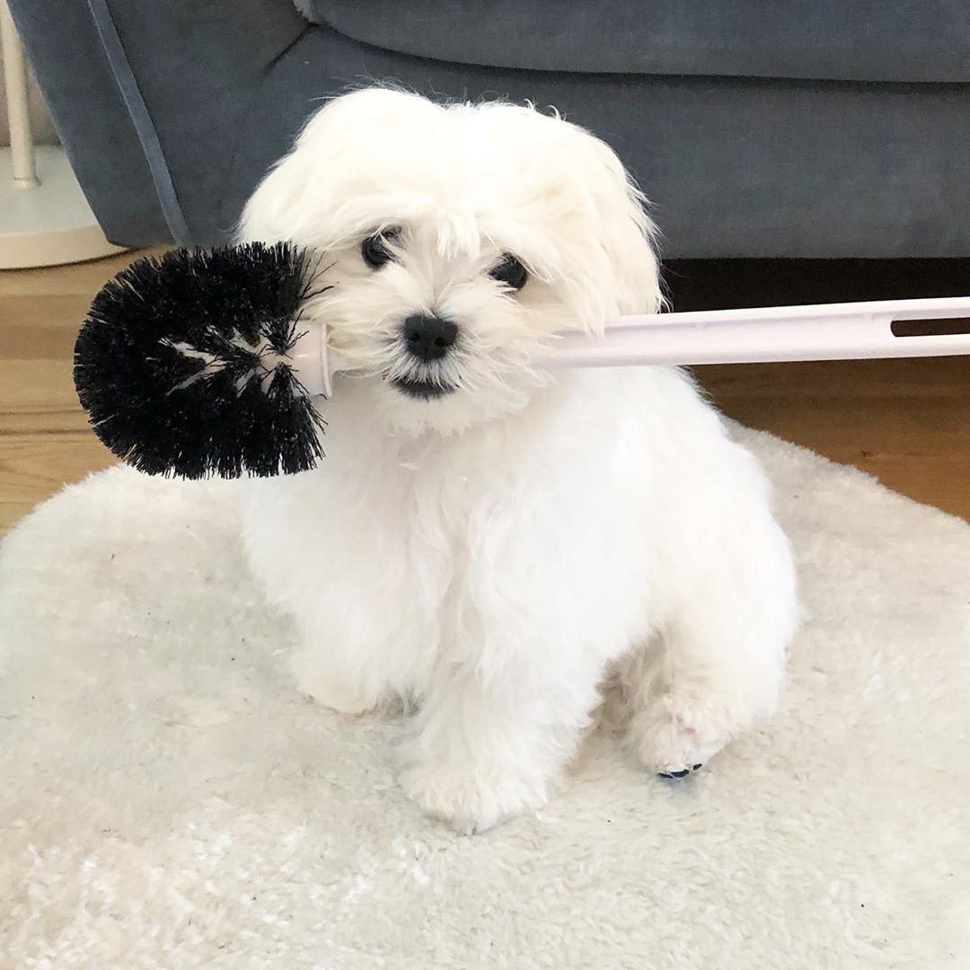 Maltese