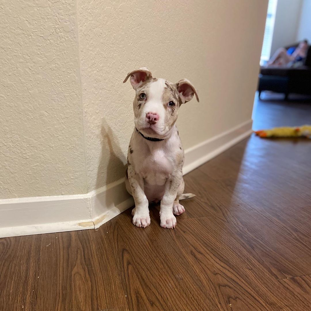 Coco