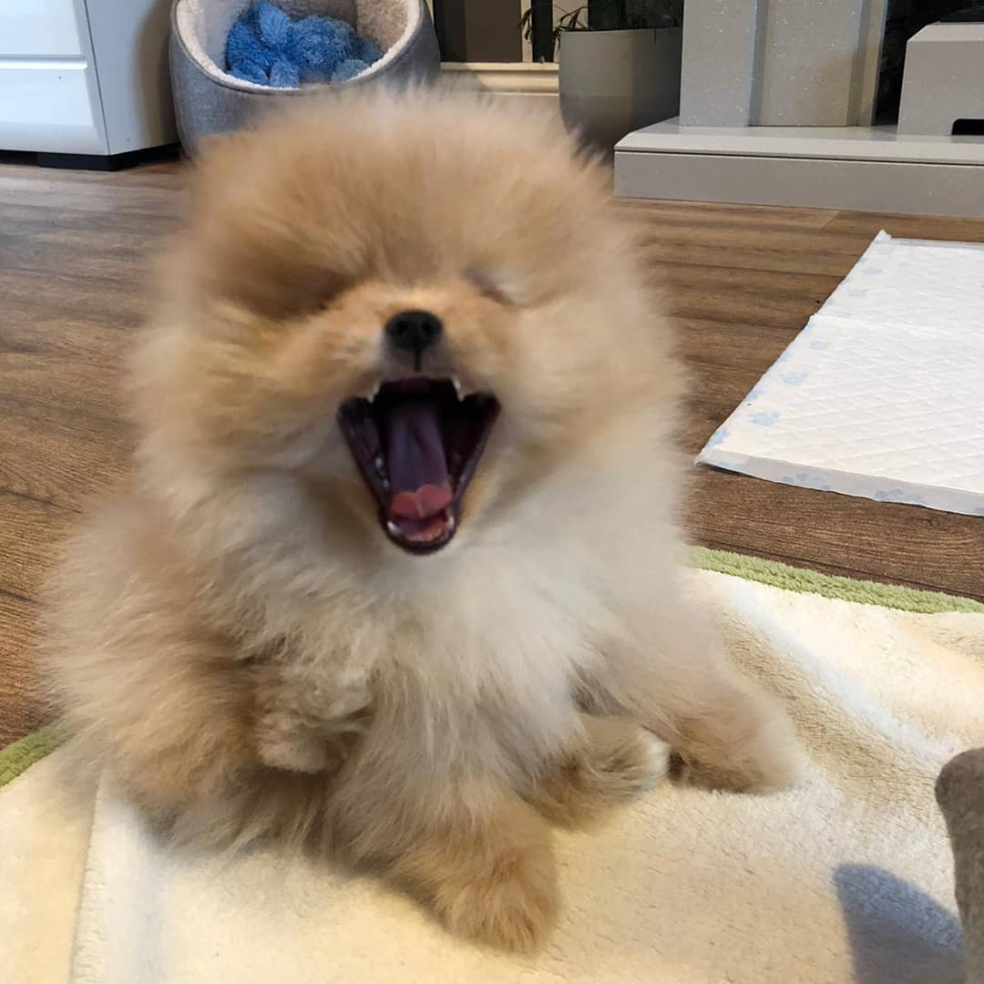 Bru