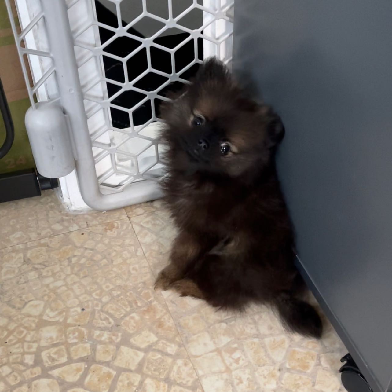 Kiki