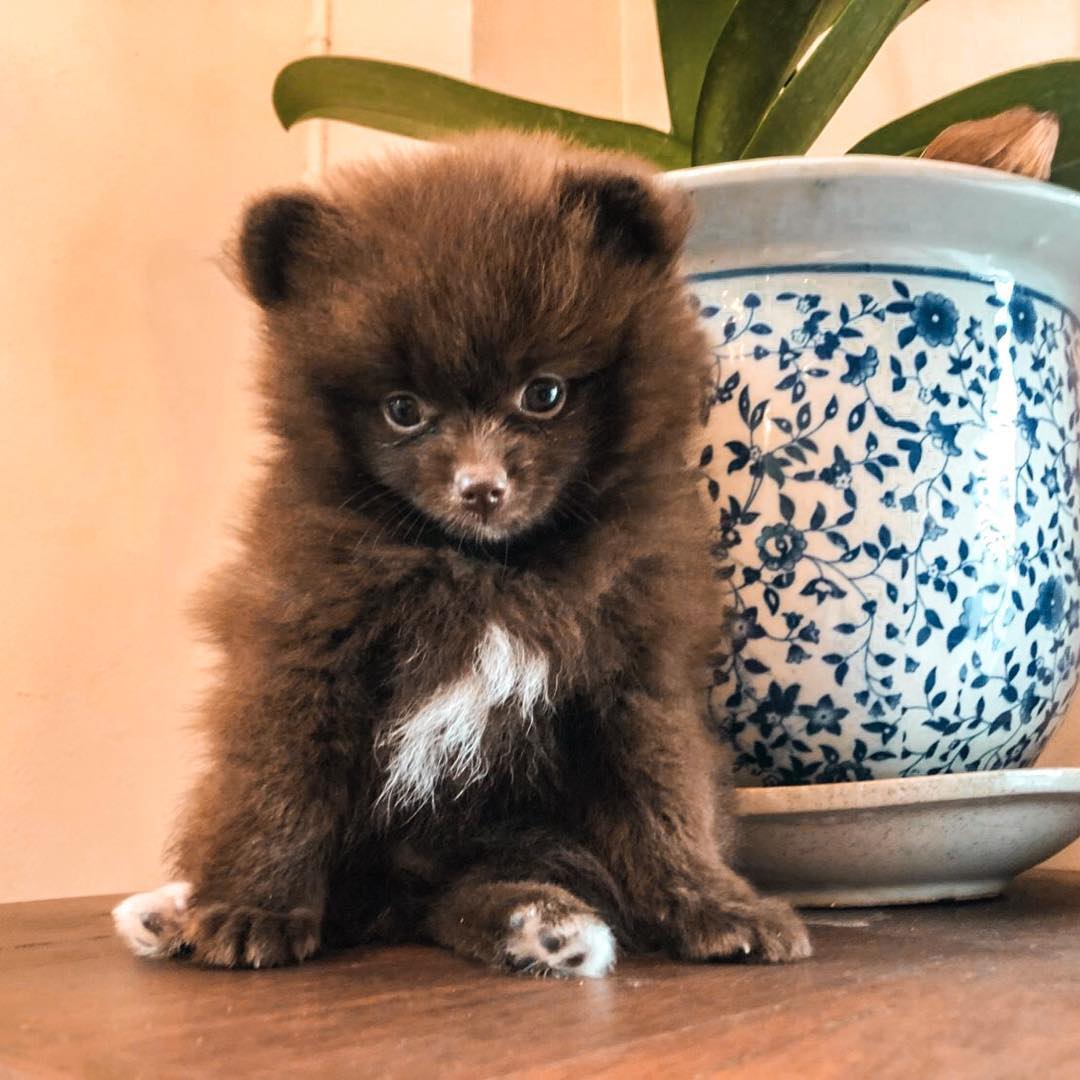 Lil