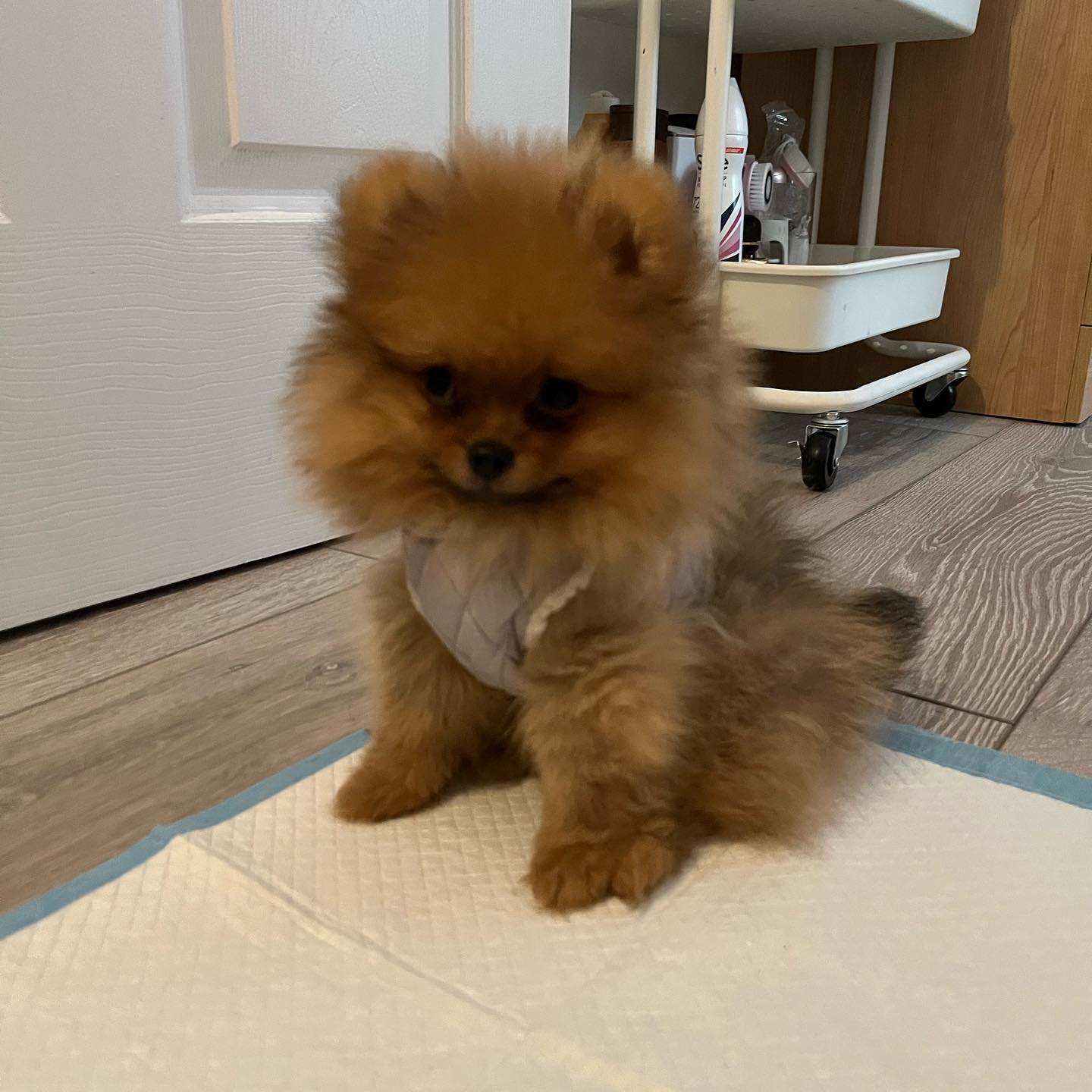Max