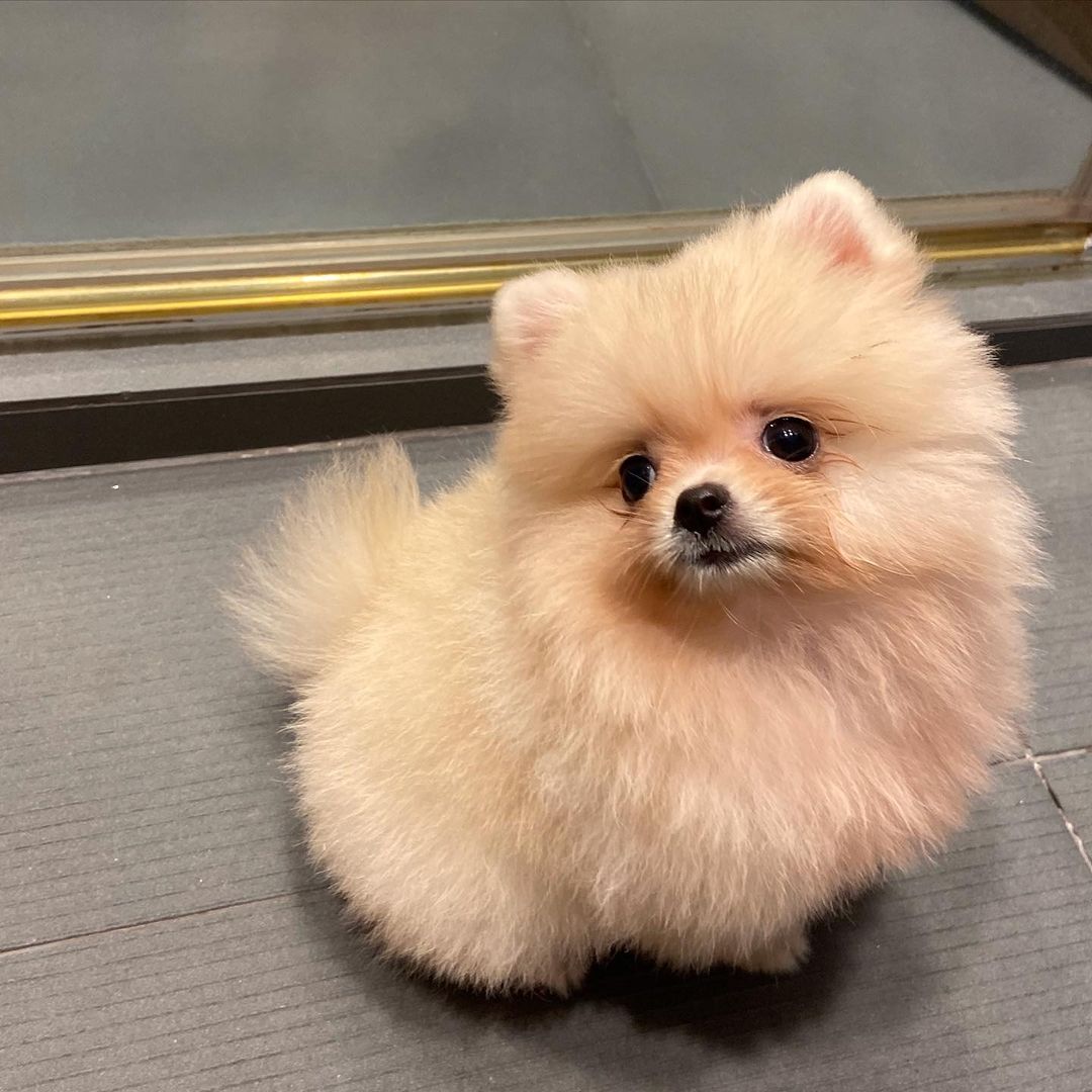 Puffo