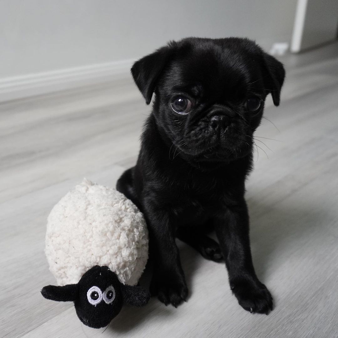 Pumba