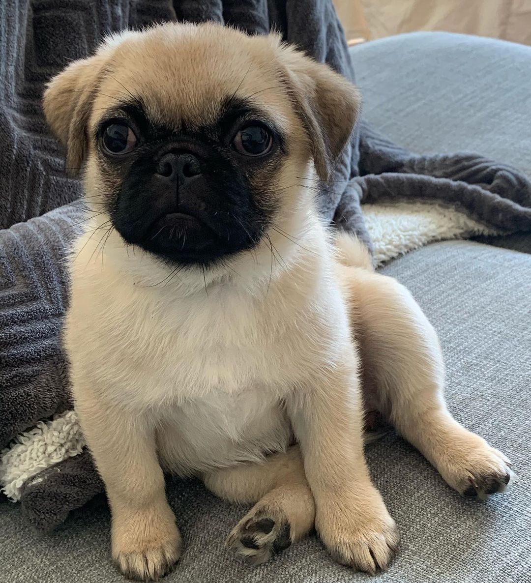 Stella