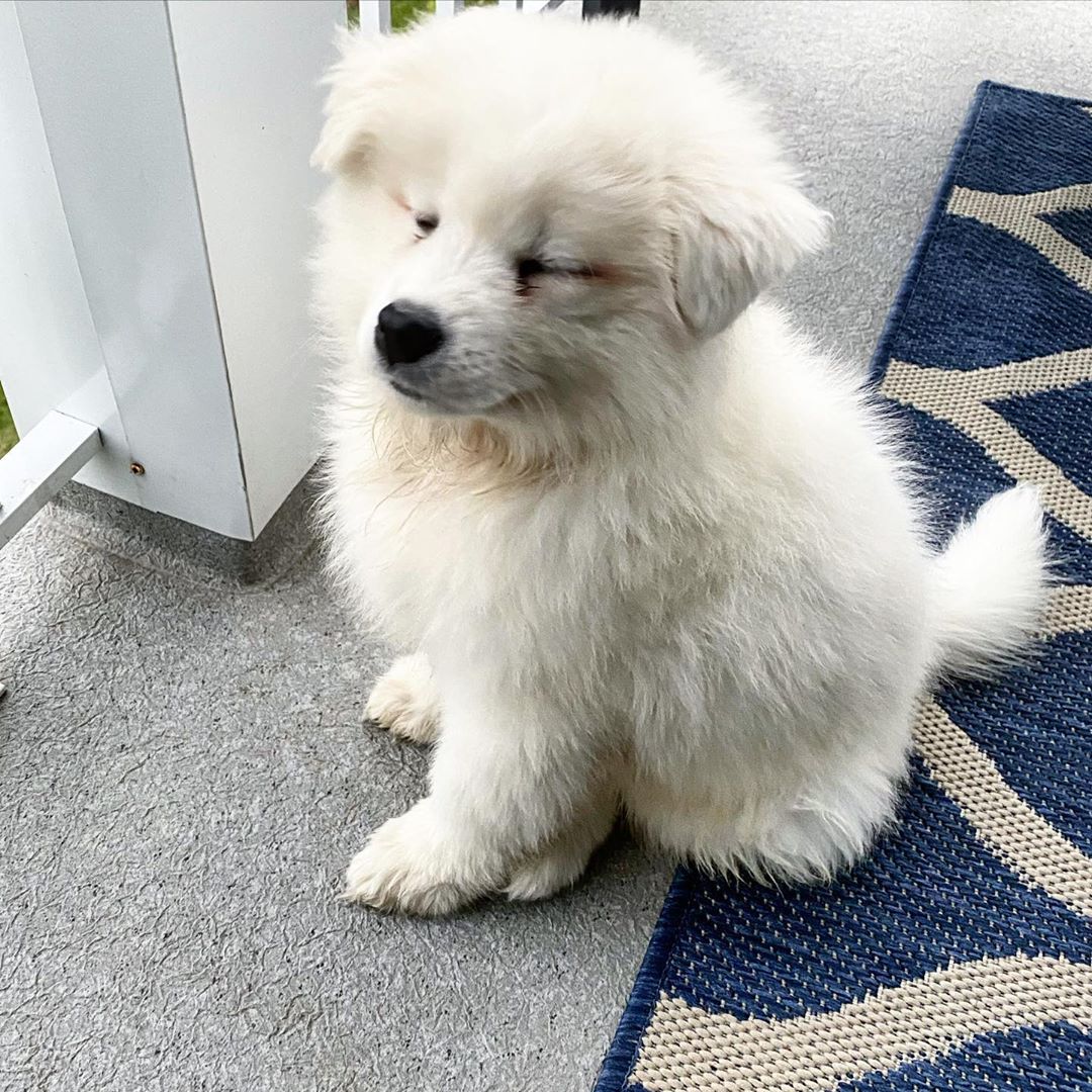 Juno