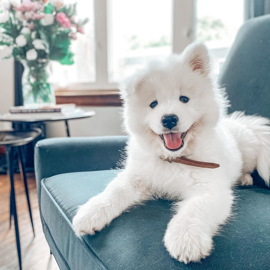 Stella