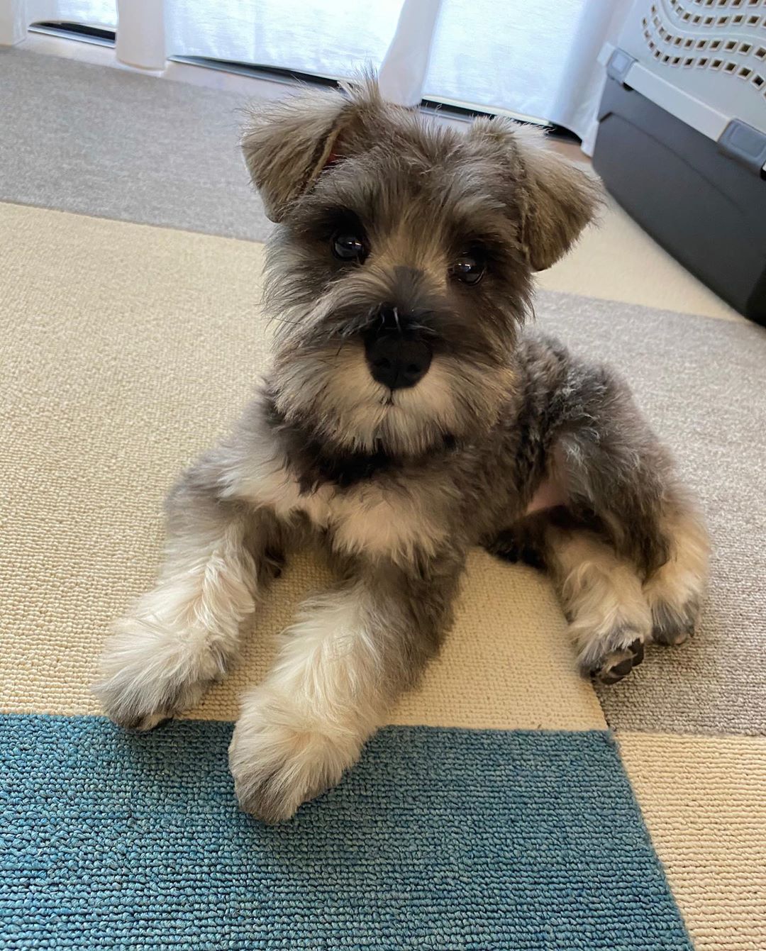 Bella