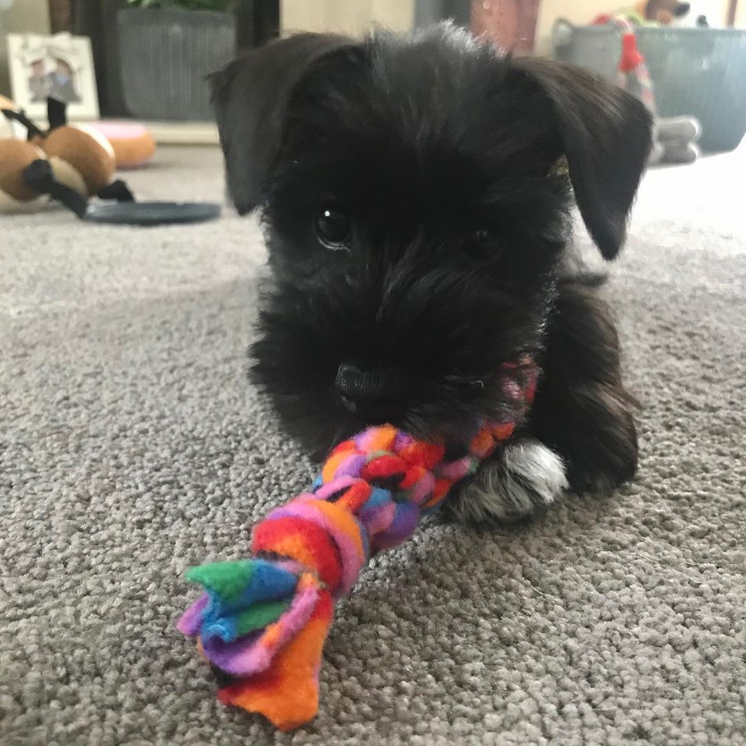 Stella