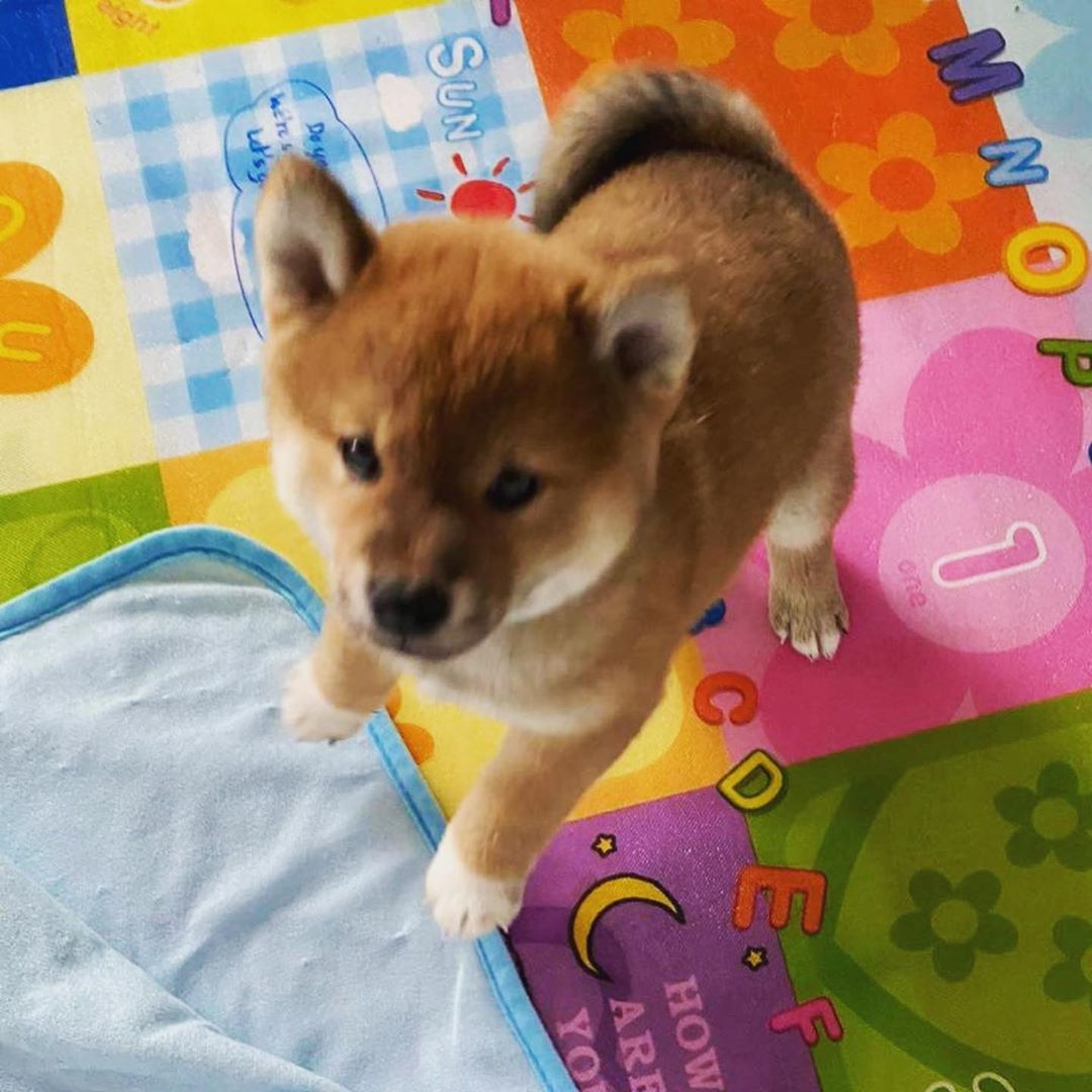 Jiro