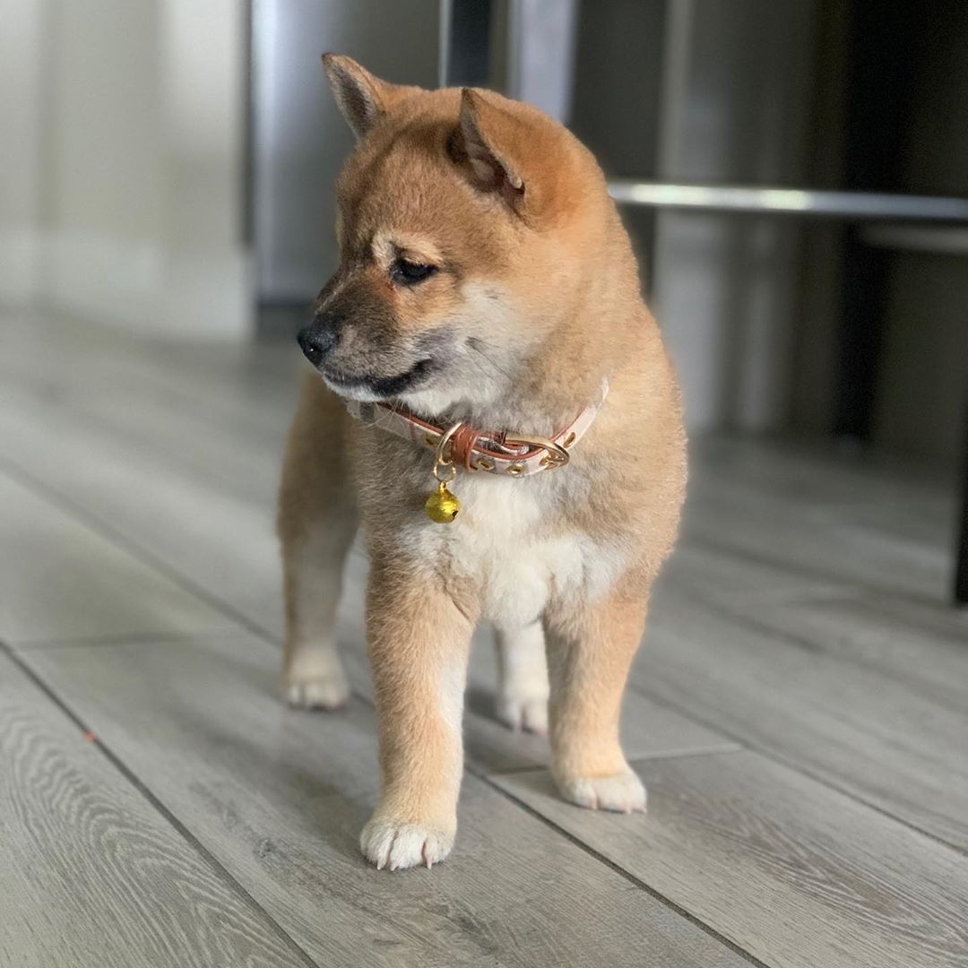 Kira