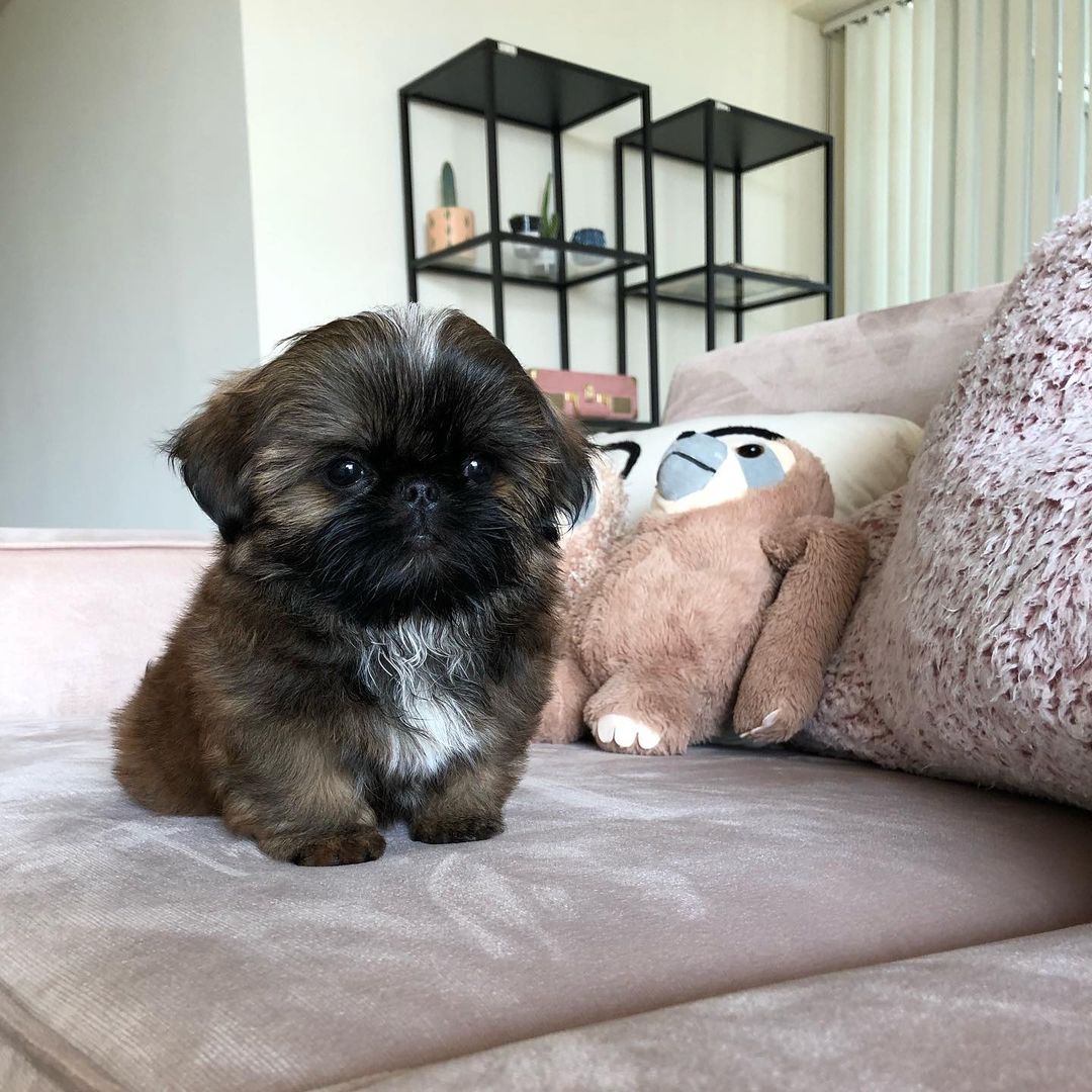 Kooper