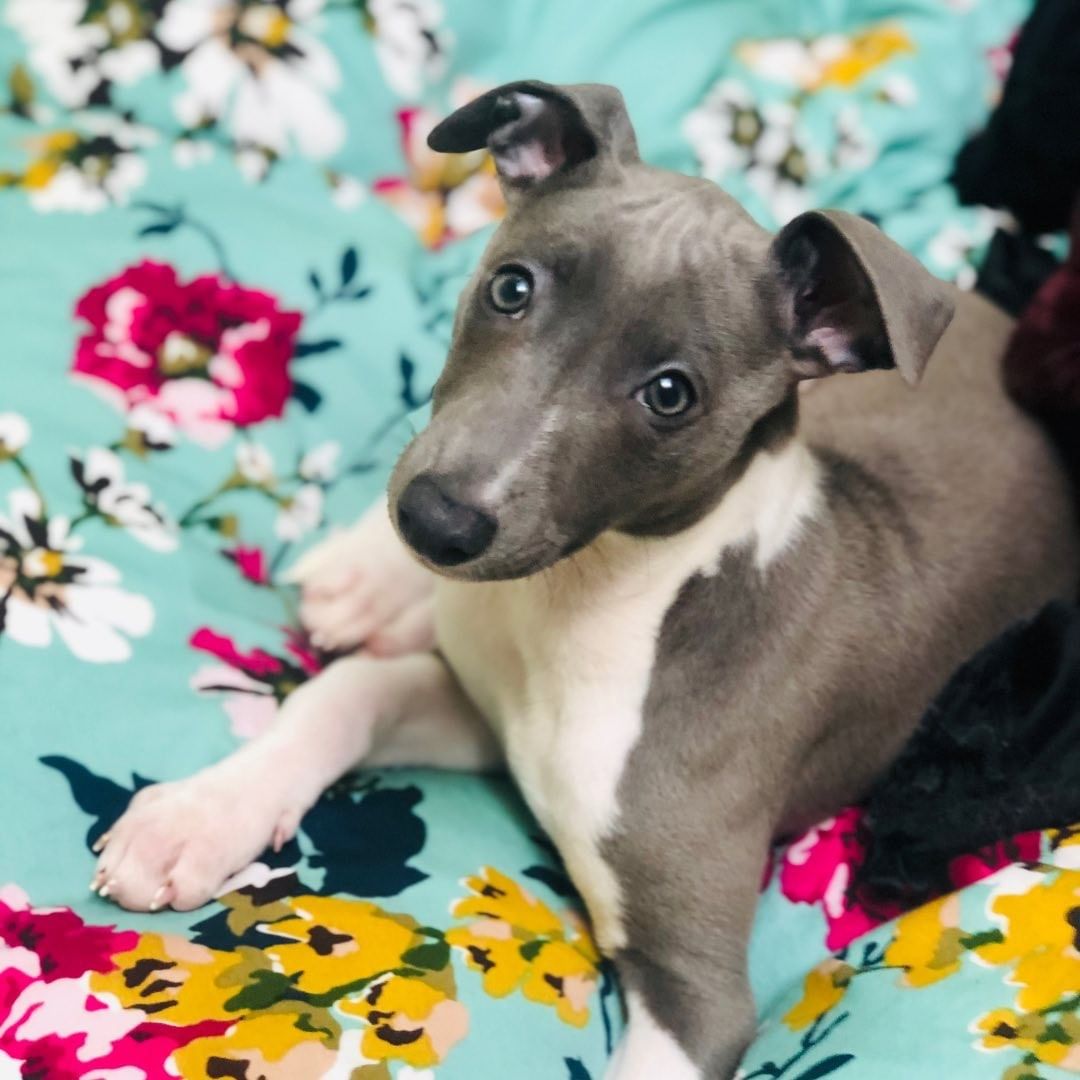 Bella