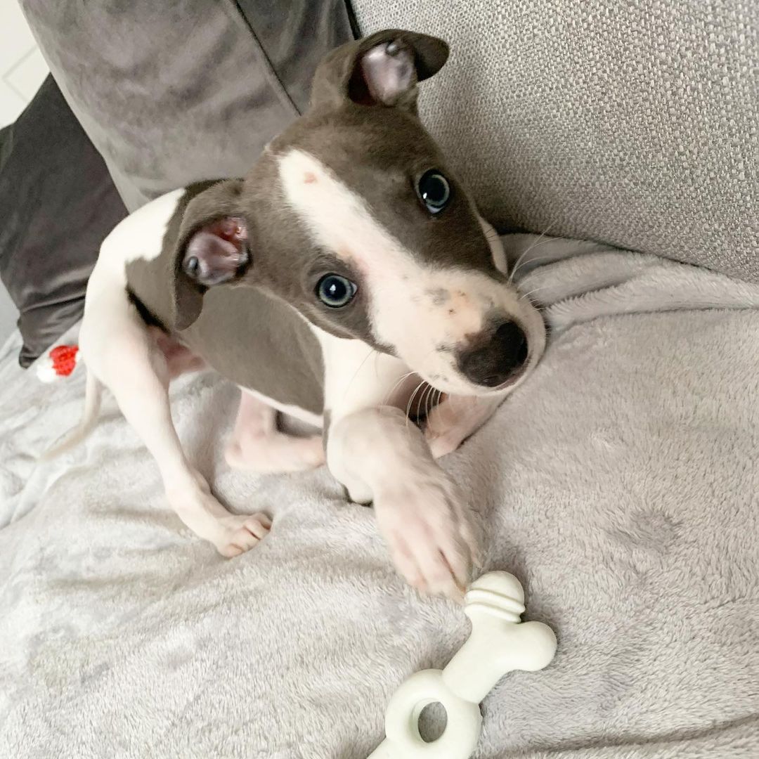 Vinnie