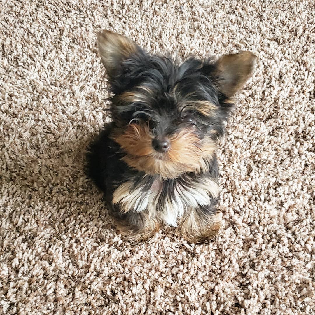 Milo